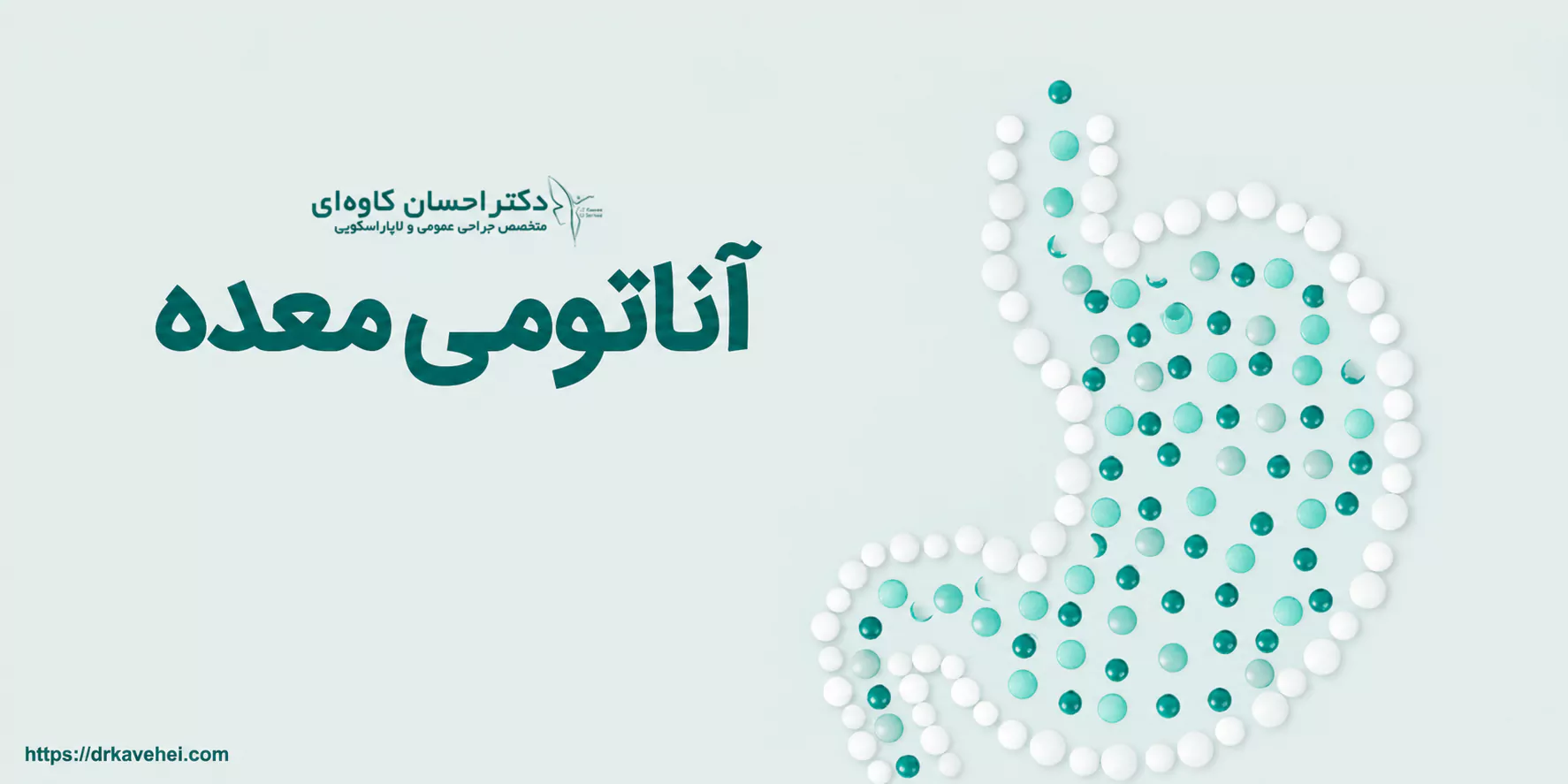 آناتومی معده